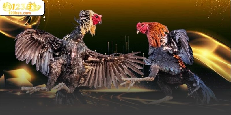 Bố cục sảnh đá gà 123b giúp người xem dễ tập trung vào diễn biến trận