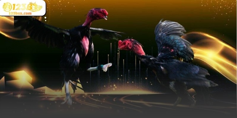 Một trong những điểm hấp dẫn của đá gà thomo chính là khả năng truyền tải hình ảnh trực tiếp với độ trễ thấp