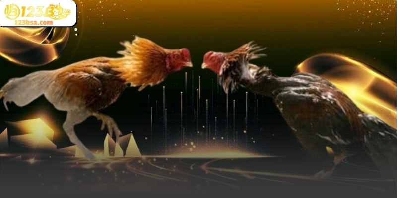 Nhịp trận ổn định giúp trải nghiệm đá gà 123b dễ theo dõi