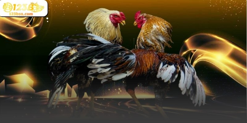 Theo dõi có chọn lọc giúp trải nghiệm đá gà 123b không gây mệt mỏi