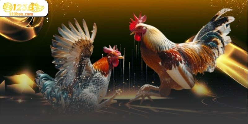 Trận đấu đá gà cựa sắt tại 123b được phát trực tiếp với hình ảnh sắc nét.